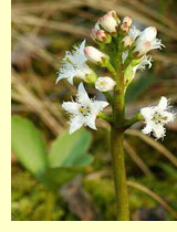 Вахта трехлистная (Menyanthes trifoliate L.) Вахта трехлистная (Menyanthes trifoliate L.)